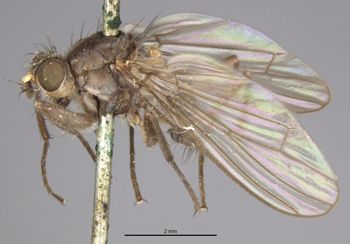 Media type: image;   Entomology 13158 Aspect: habitus lateral view